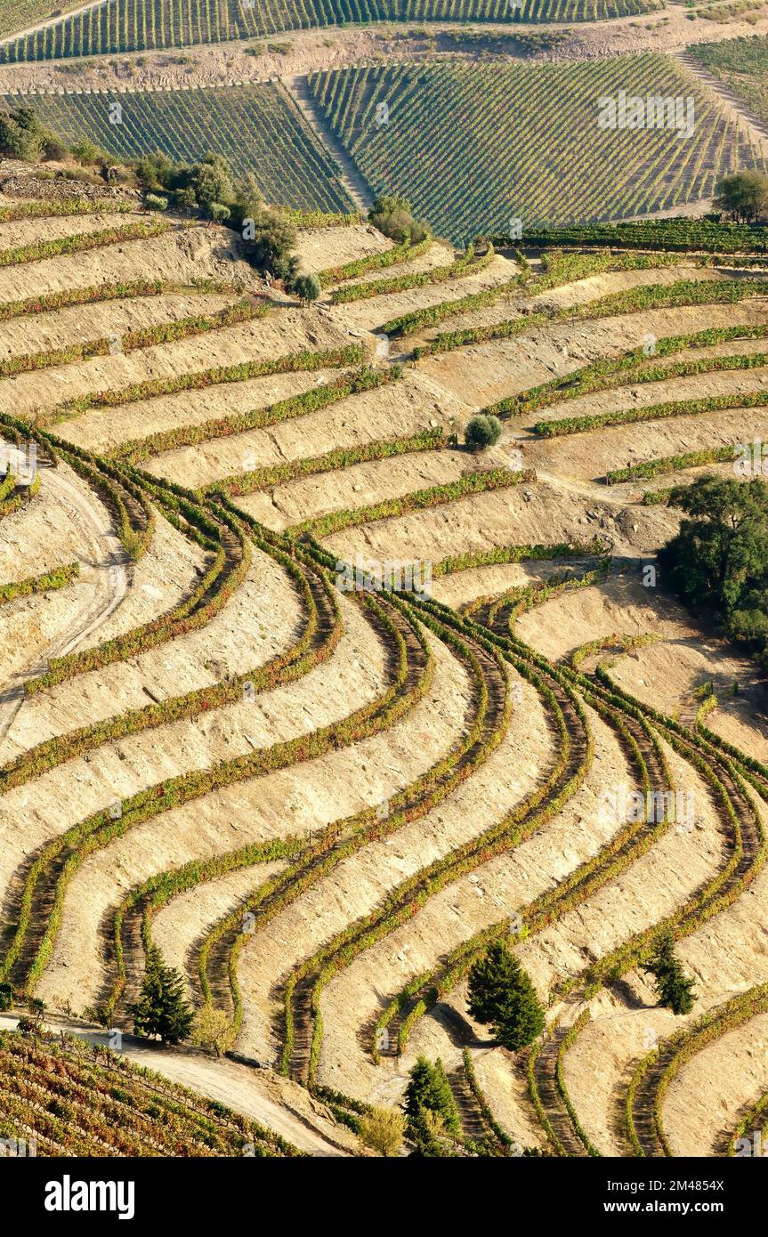 Porto vigneti, Alto Douro, Tras-os-Montes, Portogallo, Patrimonio Mondiale dell Unesco Foto Stock