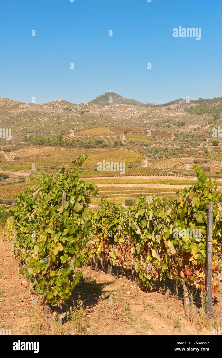 Porto vigneti, Alto Douro, Tras-os-Montes, Portogallo, Patrimonio Mondiale dell Unesco Foto Stock