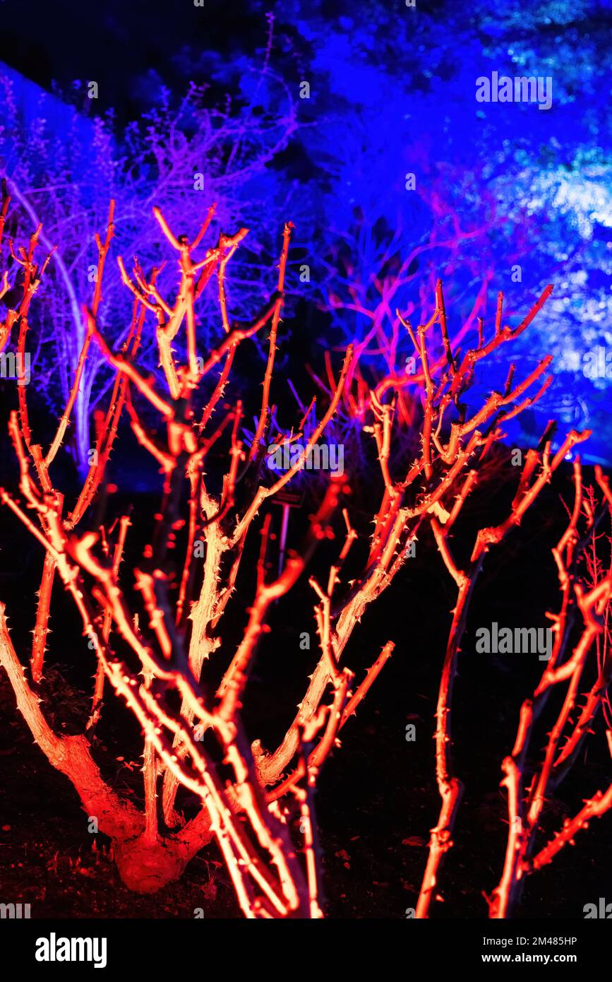 RHS Garden Hyde Hall di notte, - The Glow; alberi e arbusti illuminati con luci colorate a Natale; Hyde Hall, Essex UK Foto Stock