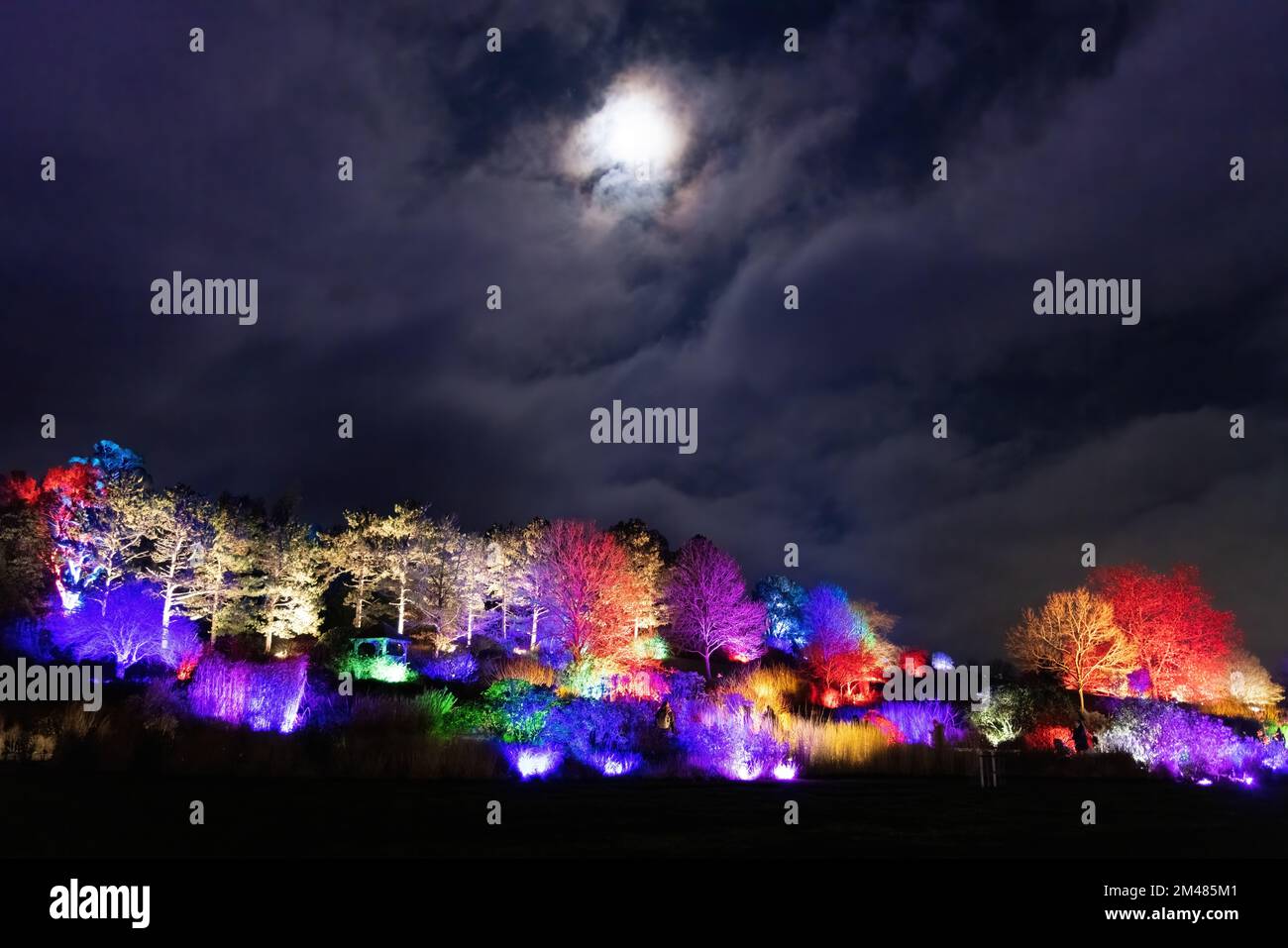 Royal Horticultural Society Hyde Hall Garden Glow di notte, a Natale, le illuminazioni degli alberi da luci colorate, RHS Hyde Hall, Chelmsford Essex UK Foto Stock