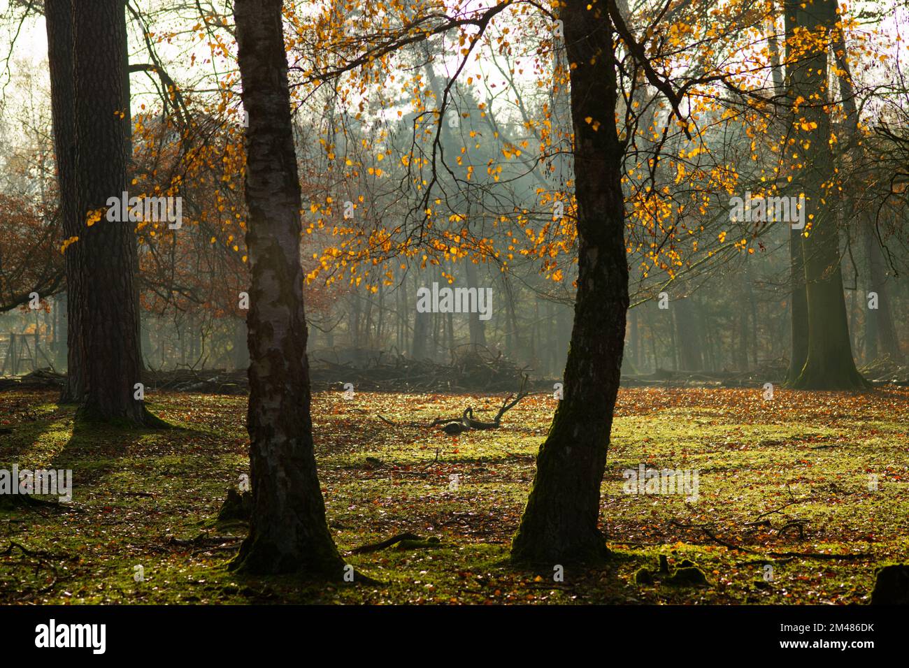scenario suggestivo della foresta con foglie giallo-bruno Foto Stock