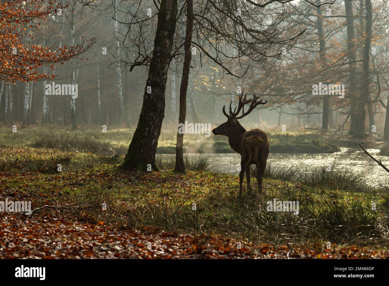 Immagine atmosferica di un singolo cervo rosso che si trova in un lago nella foresta (posizione: Parco dei cervi 'Alte Fasanerie', Hanau, Germania), variazione M Foto Stock