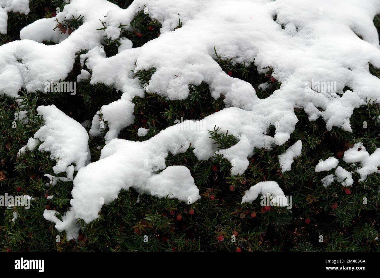Immagine simbolica, inverno, freddo: Neve su un cespuglio Foto Stock