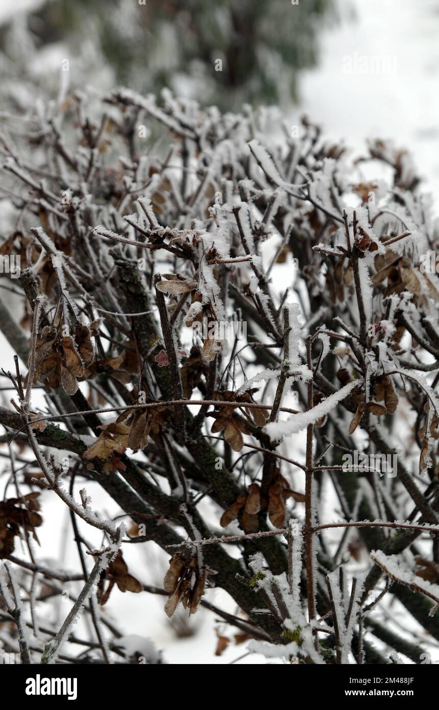 Immagine simbolica, inverno, freddo: Neve su un cespuglio Foto Stock