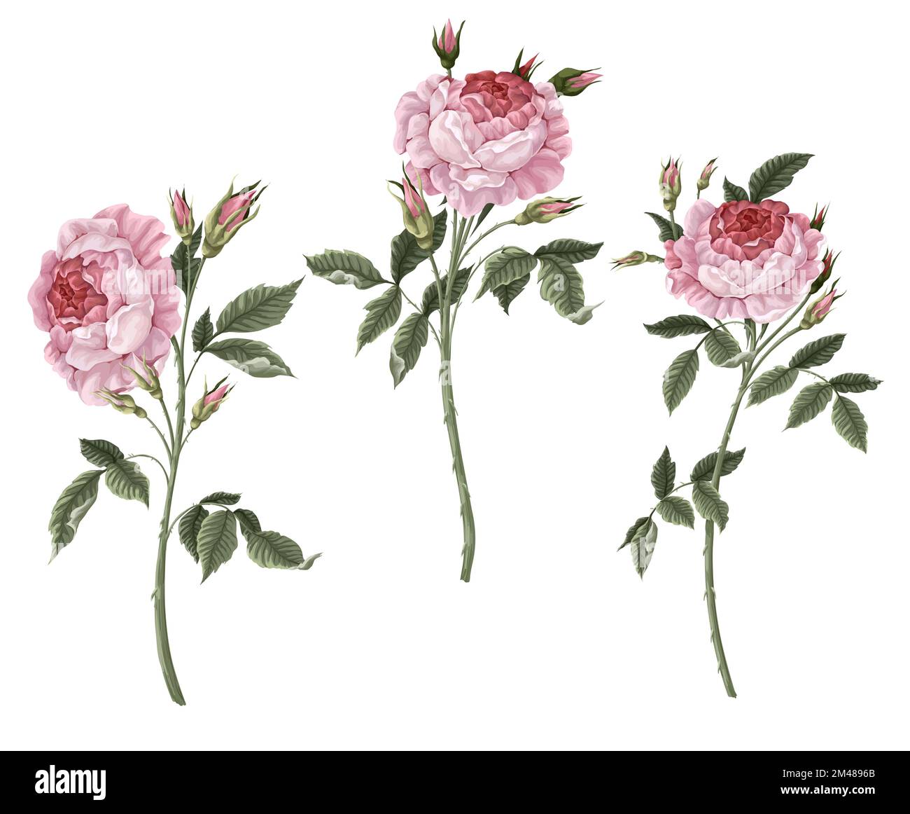 Rosa rose vintage isolato. Vettore. Illustrazione Vettoriale