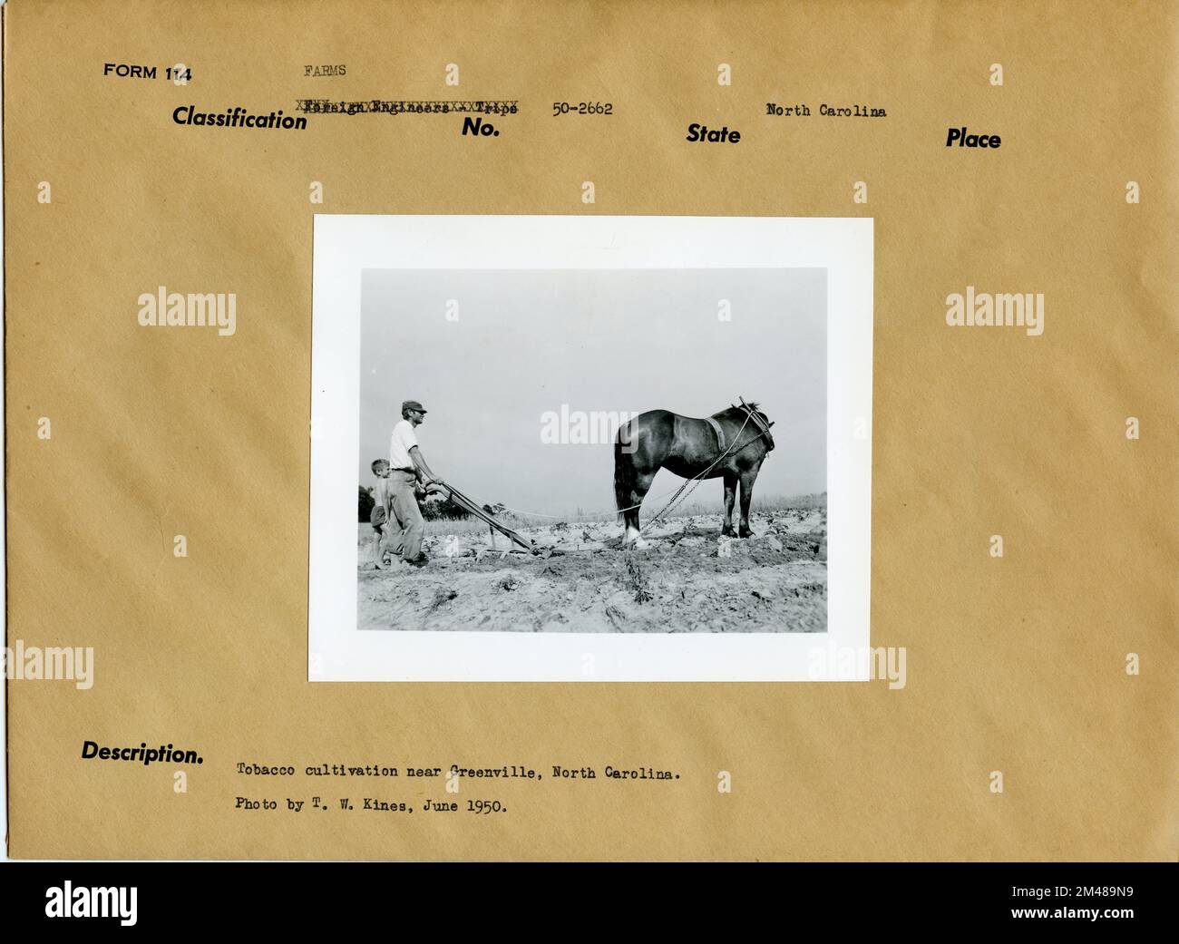 Coltivazione di tabacco. Didascalia originale: Coltivazione di tabacco nei pressi di Greenville, North Carolina. Foto di T. W. Kines. Giugno 1950. Stato: North Carolina. Foto Stock