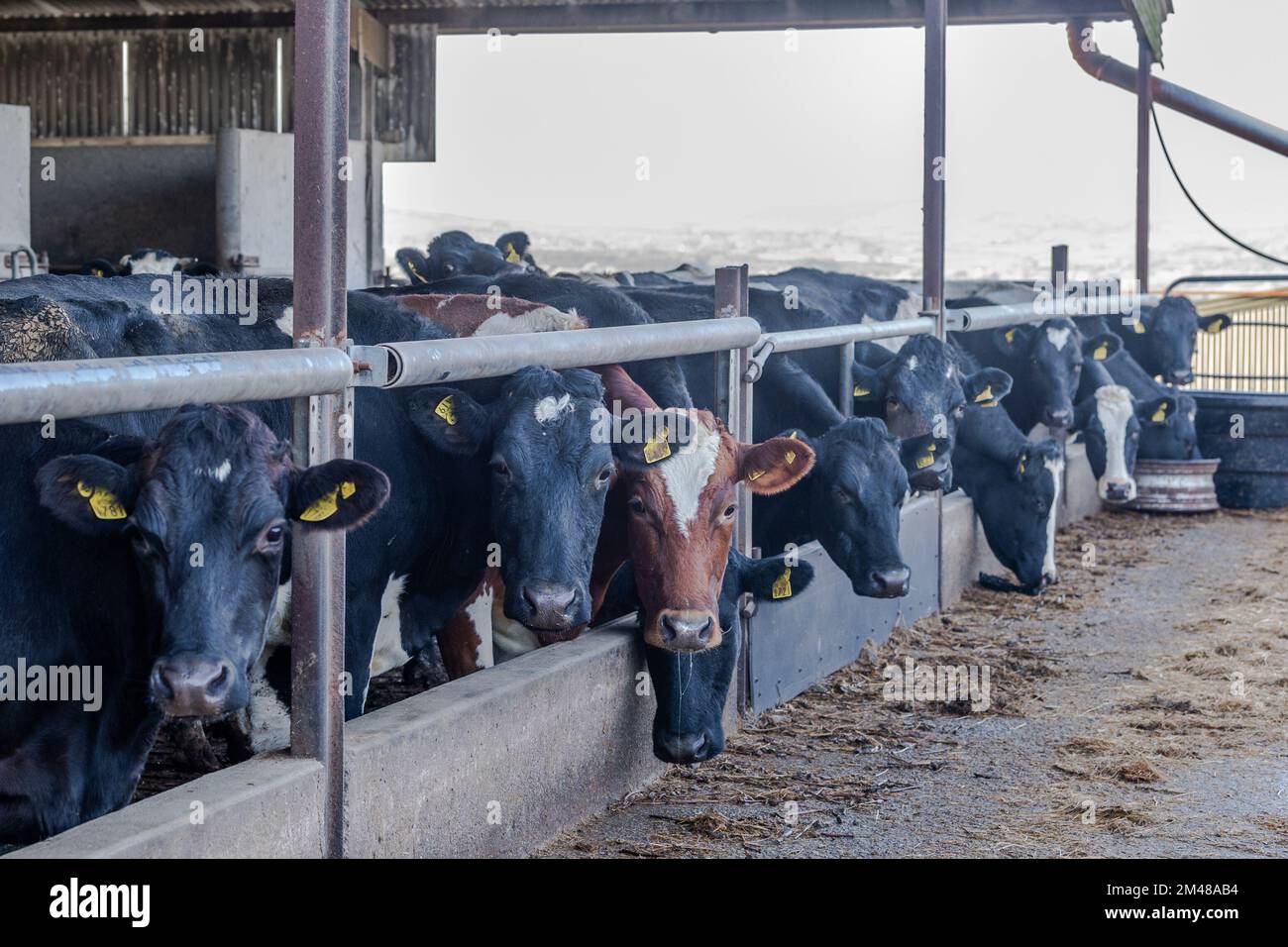 Bauravilla, West Cork, Irlanda. 19th Dec, 2022. Le vacche da latte aspettano il loro nutrimento di insilato nella fattoria di Michael e Marguerite Crowley a Bauravilla, West Cork. Le mucche torneranno a pascolo a febbraio, dopo che si sono calvate. Credit: AG News/Alamy Live News Foto Stock