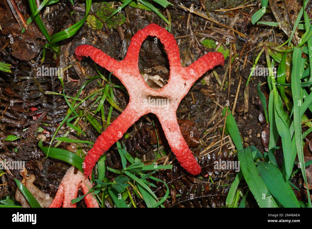 Fungo di Clatrus archeri, comunemente conosciuto come fungo delle dita del diavolo o stinkhorn di polpo, Spagna, Galizia Foto Stock