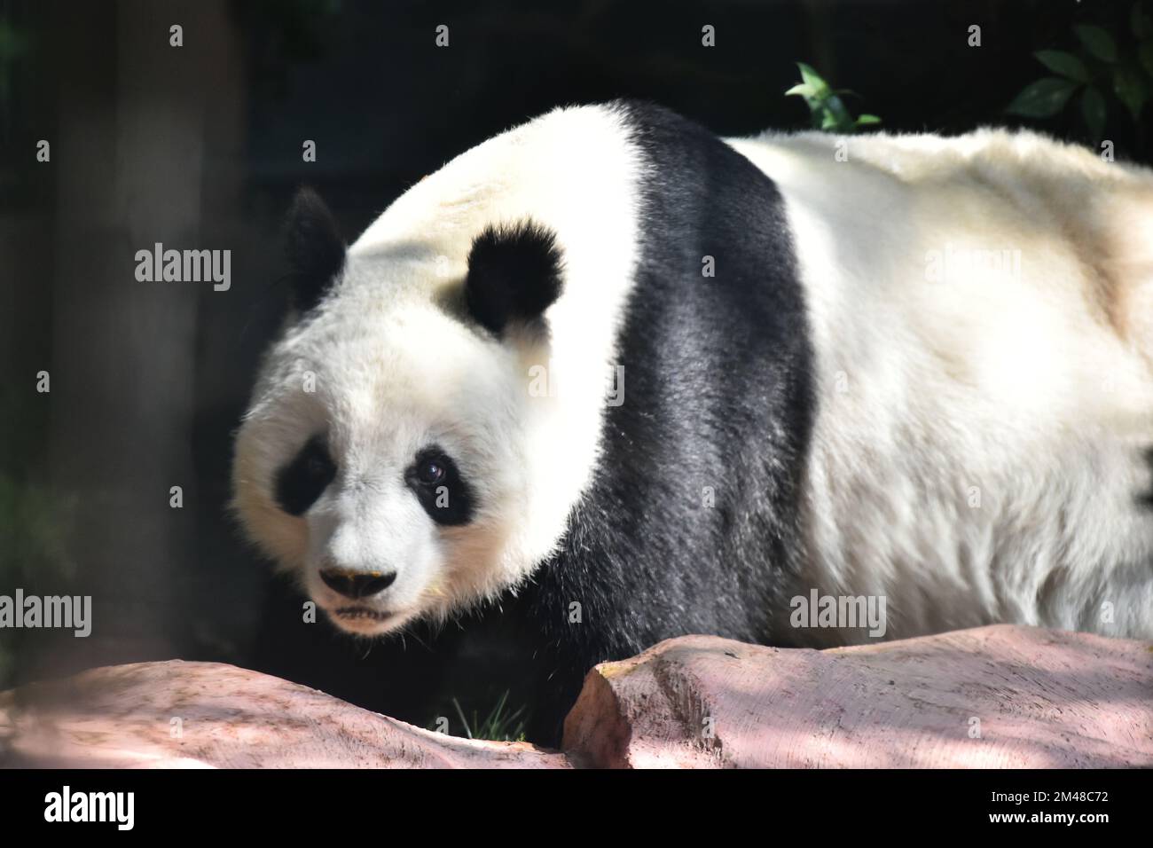 L'Orso Panda più antico del mondo, con 32 anni, è visto mangiare bastoni di bambù durante la sua prigionia allo zoo Chapultepec. Foto Stock