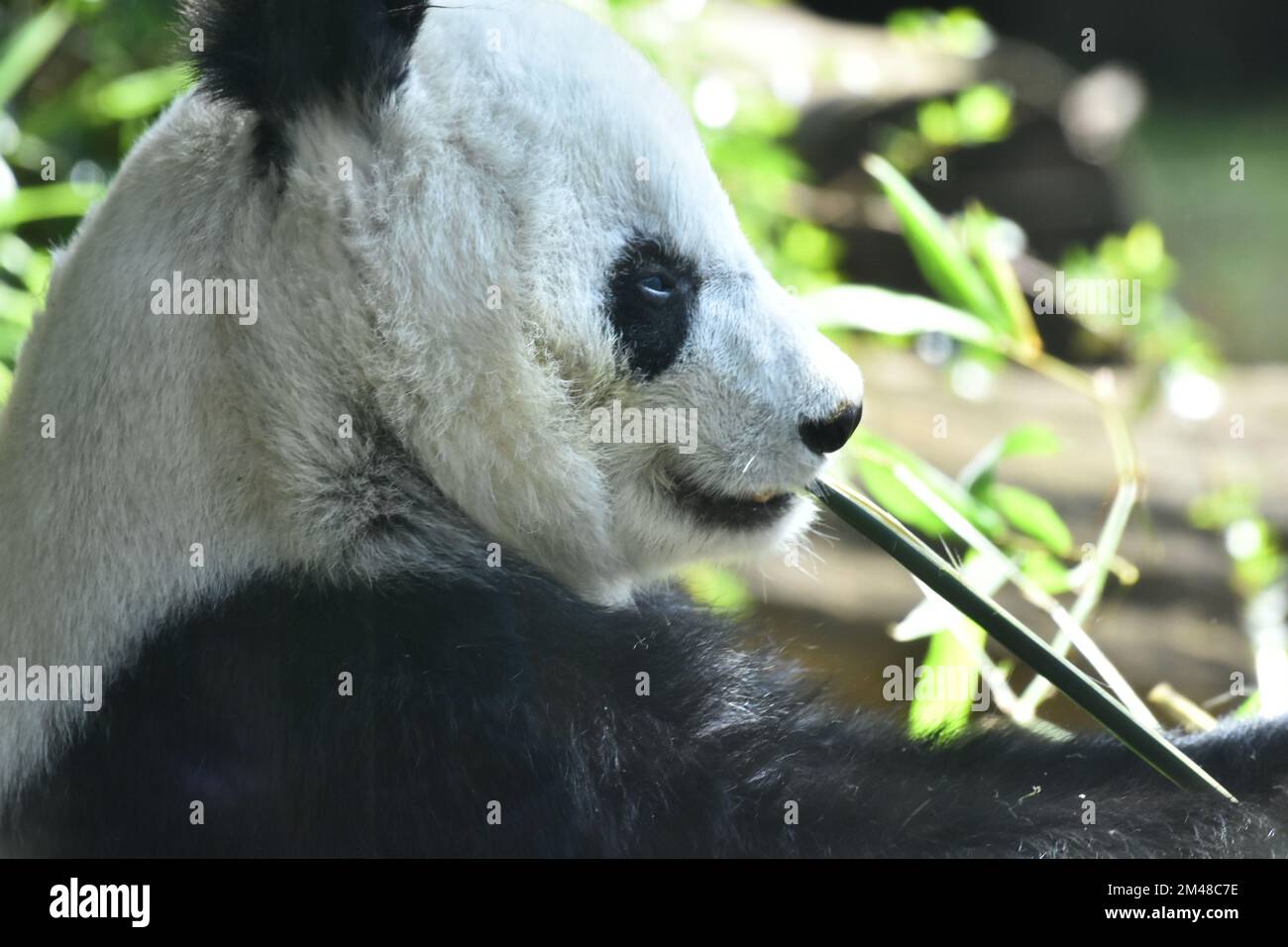 L'Orso Panda più antico del mondo, con 32 anni, è visto mangiare bastoni di bambù durante la sua prigionia allo zoo Chapultepec. Foto Stock