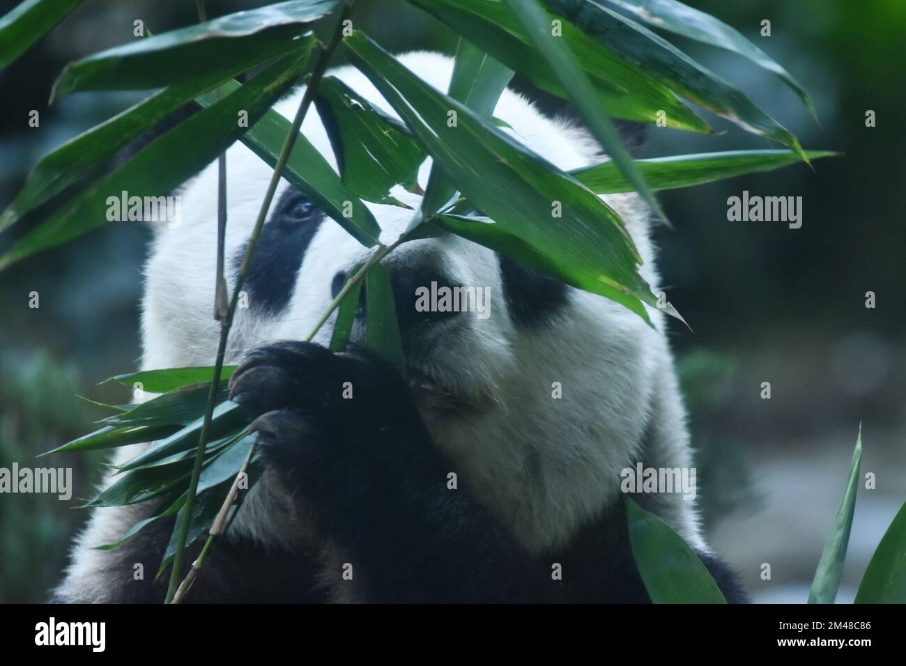 L'Orso Panda più antico del mondo, con 32 anni, è visto mangiare bastoni di bambù durante la sua prigionia allo zoo Chapultepec. Foto Stock