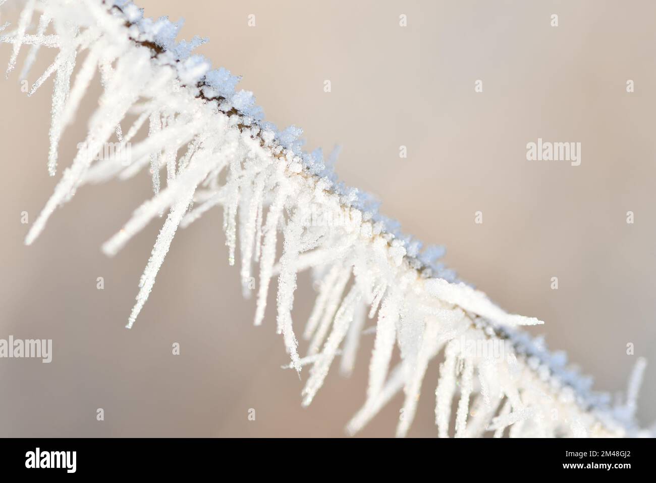 Recinzione in filo smerigliato, fotografia macro, Thomastown, Co. Kilkenny, Irlanda Foto Stock