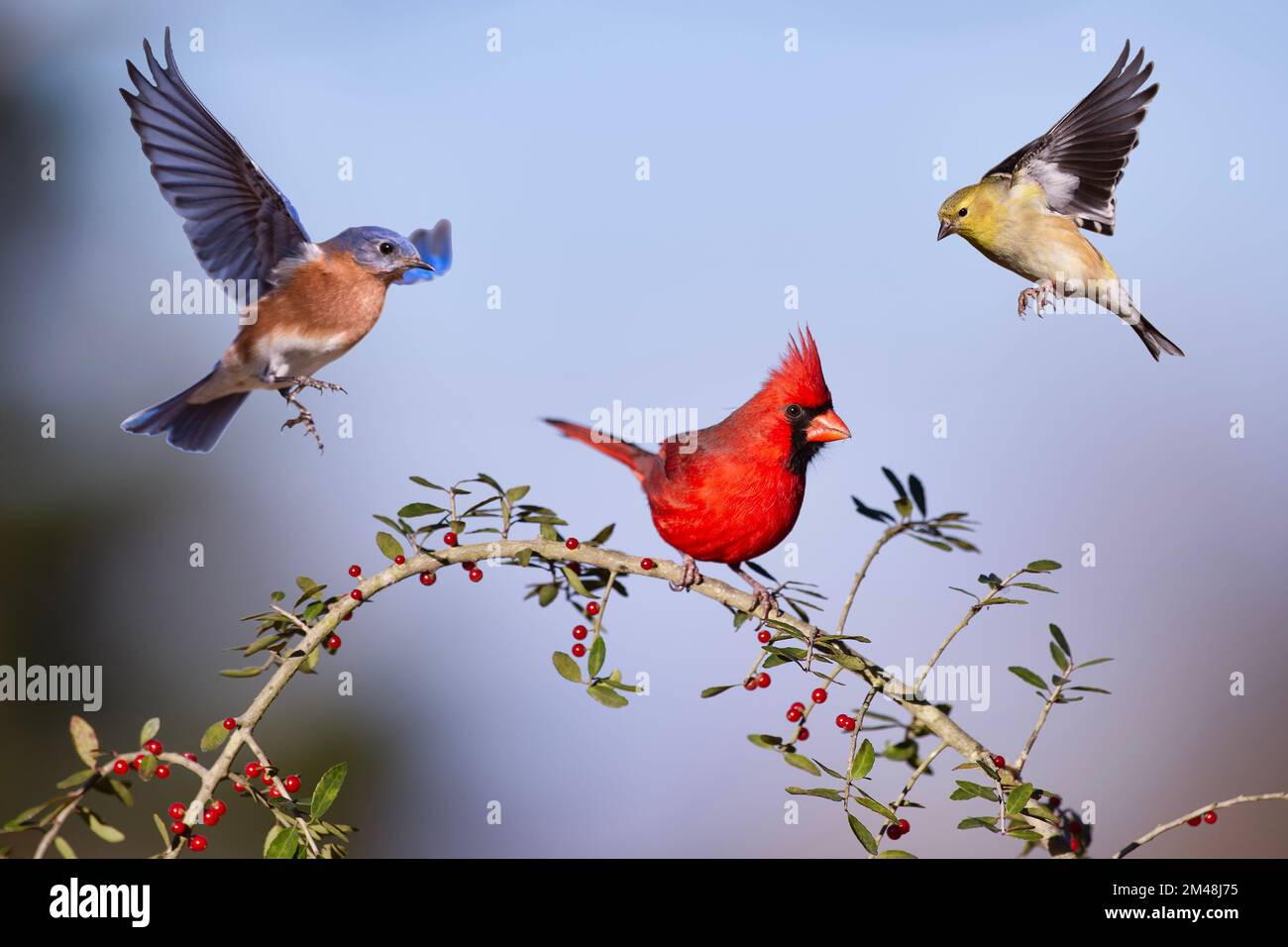 Northern Cardinal, Eastern Bluebird e American Goldfinch convergono su Holly Berry Branch Foto Stock