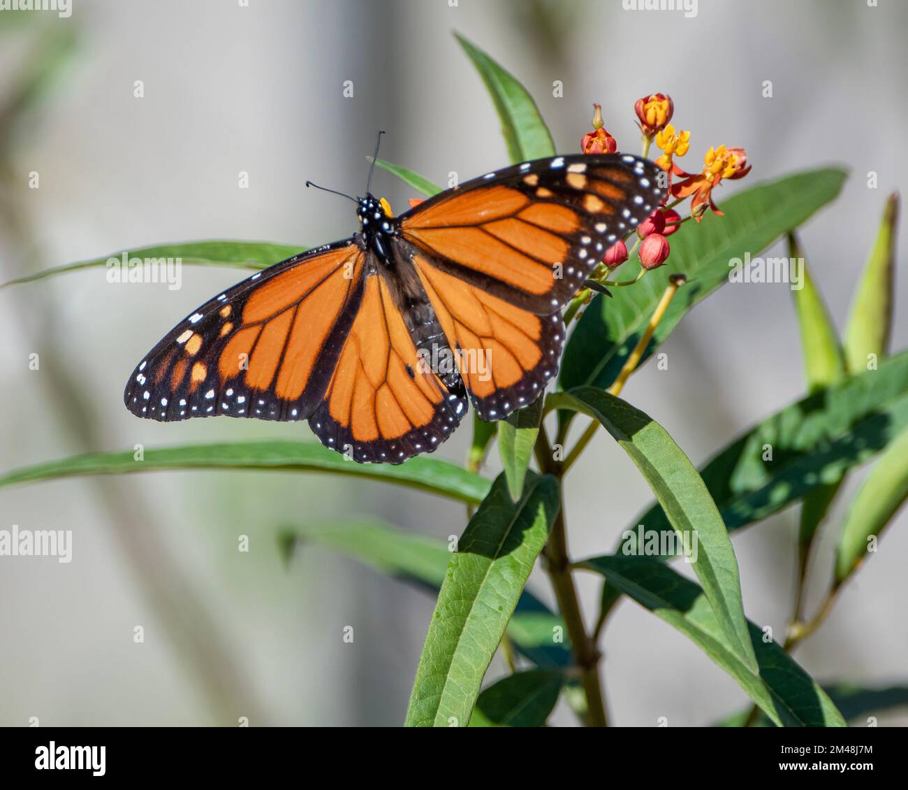 Monarch Farfalle si nutrono di Milkweed tropicale nel Southern Louisiana Garden Foto Stock