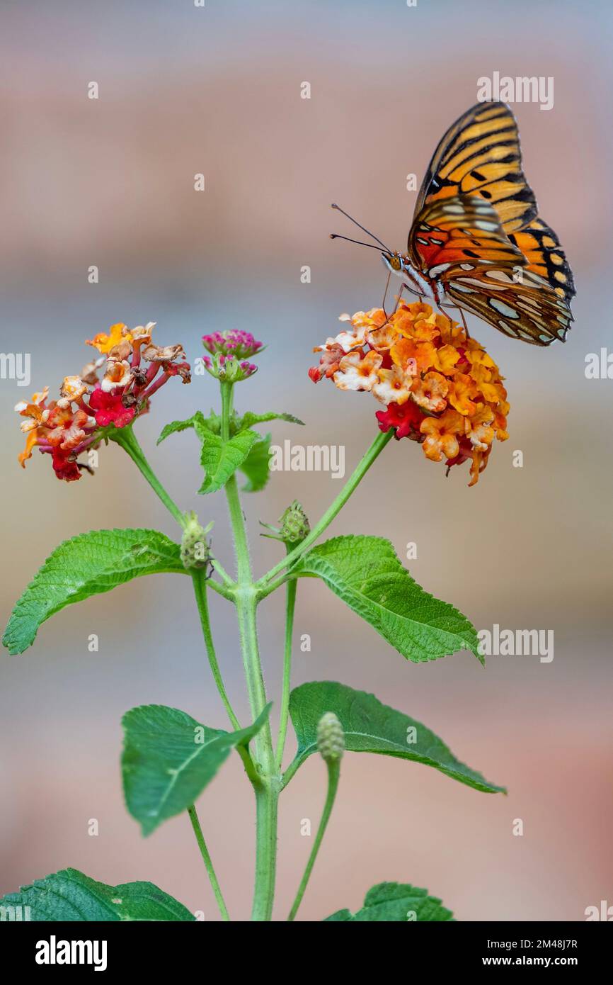 Cibo del Fritillario del Golfo a Lantana nel giardino della Louisiana in autunno Foto Stock