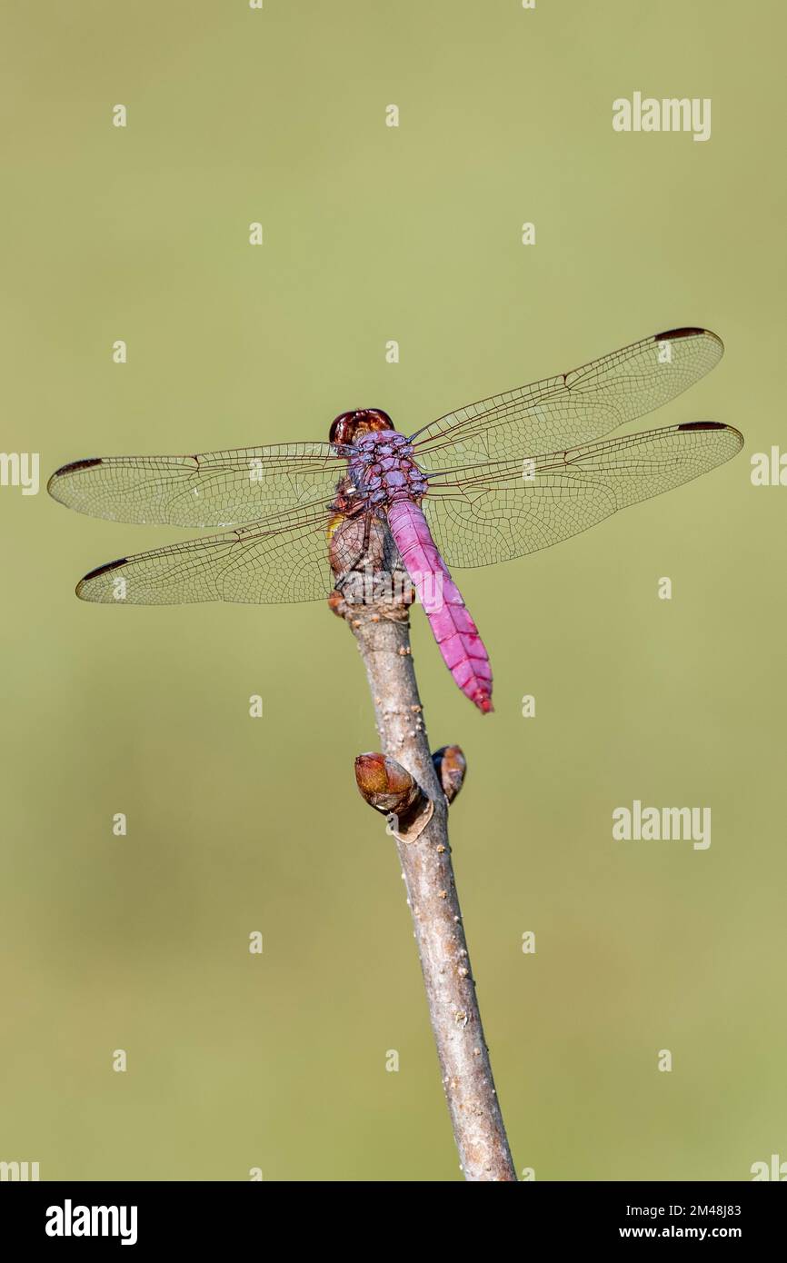 Roseate Skimmer Dragonfly arroccato su Buckeye sapling nel sud della Louisiana centrale Foto Stock