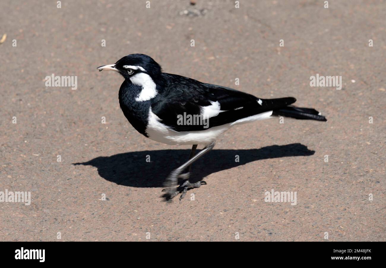 Australian Magpie-Lark (Grallina cyanoleuca) a Sydney, nuovo Galles del Sud, Australia (Foto di Tara Chand Malhotra) Foto Stock