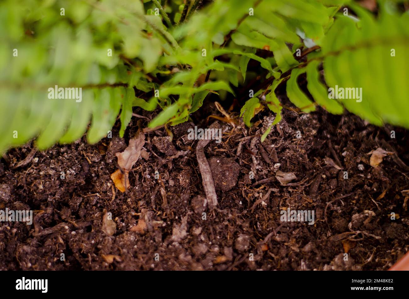 Suolo di pianta, primo piano di suolo di pianta di felce che cresce. Home pianta crescente idea concetto foto Foto Stock