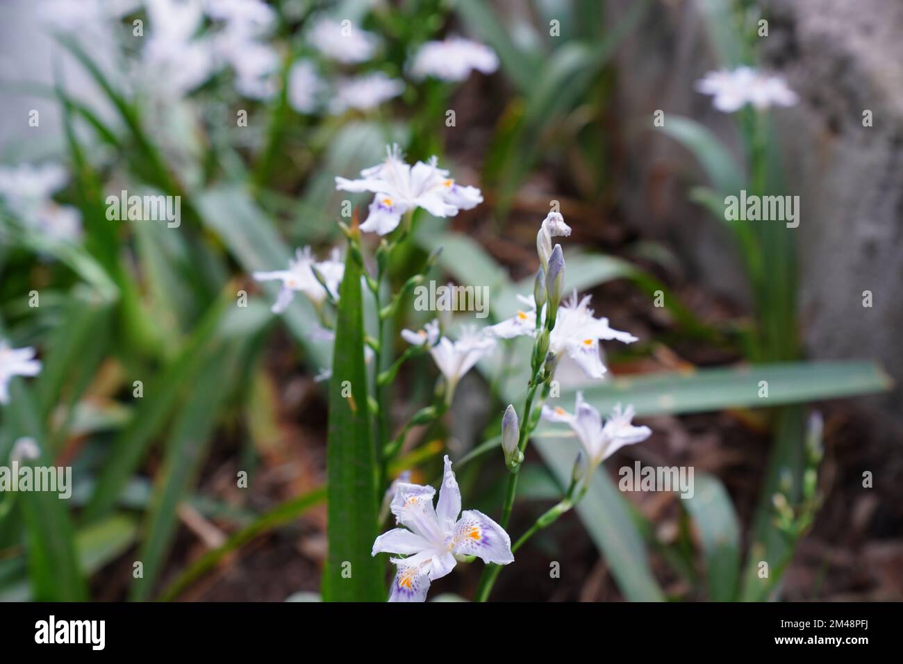 Una bella vista dei fiori di farfalla. Foto Stock