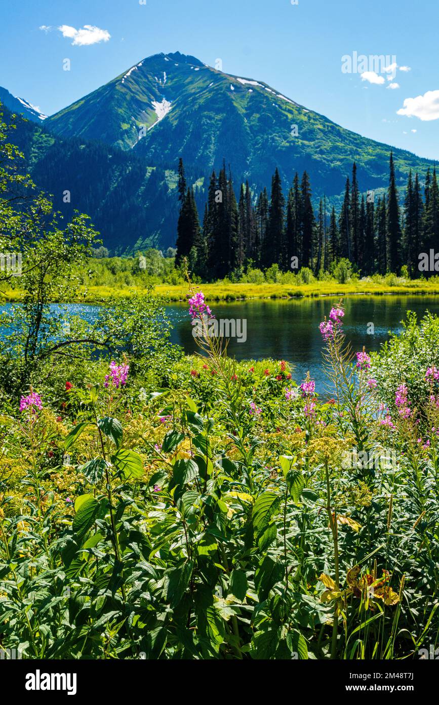 Fiori di campo da fuoco; Chamaenerion angustifolium; & stagno; Oweegee Range; Steward-Cassiar Highway; British Columbia; Canada Foto Stock