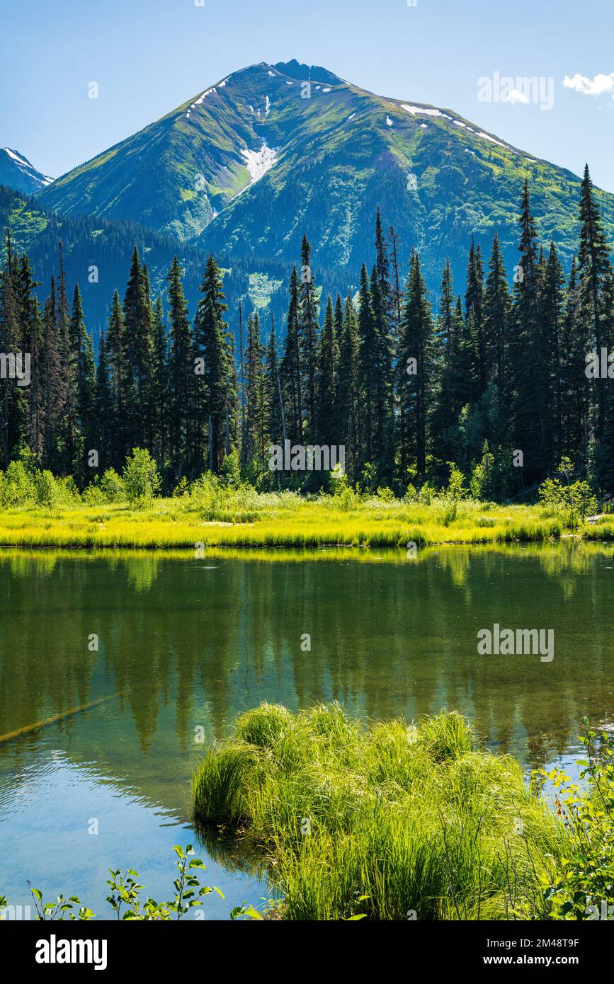 Lussureggianti erbe paludose e laghetto; Oweegee Range; Steward-Cassiar Highway; British Columbia; Canada Foto Stock