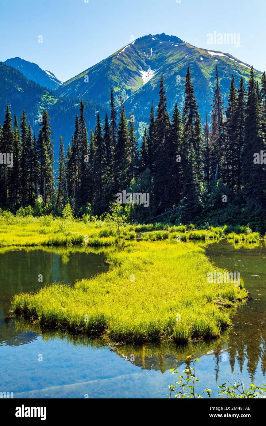 Lussureggianti erbe paludose e laghetto; Oweegee Range; Steward-Cassiar Highway; British Columbia; Canada Foto Stock