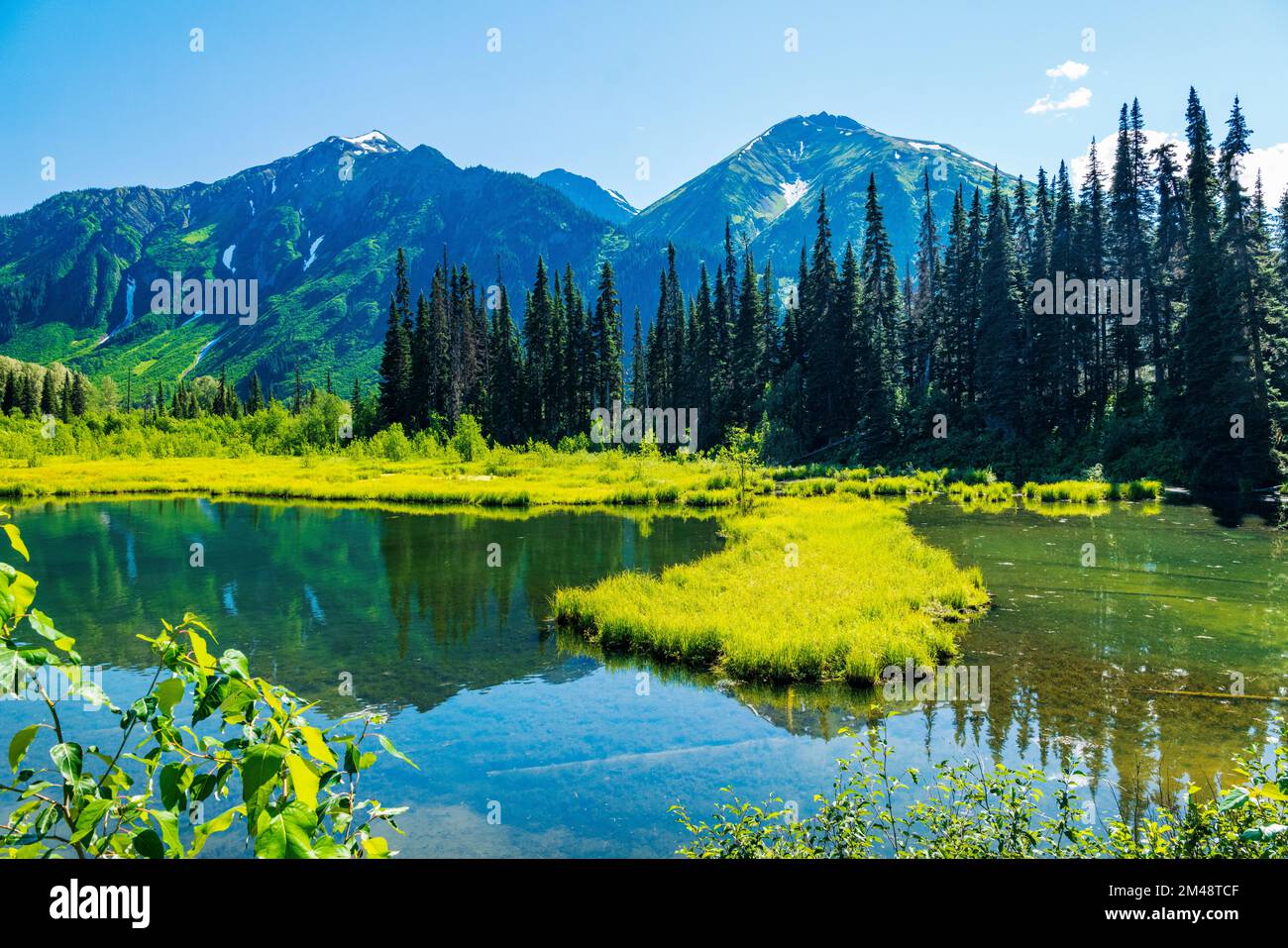 Lussureggianti erbe paludose e laghetto; Oweegee Range; Steward-Cassiar Highway; British Columbia; Canada Foto Stock