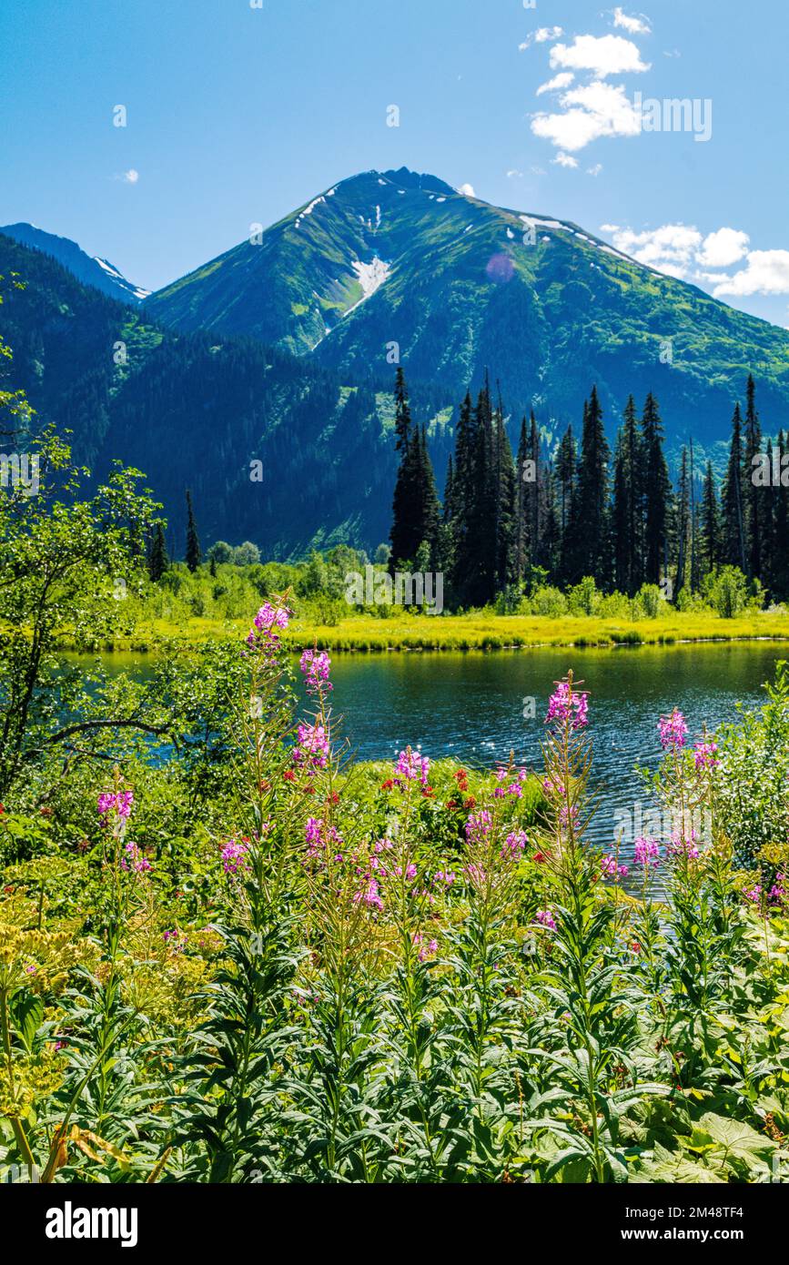 Fiori di campo da fuoco; Chamaenerion angustifolium; & stagno; Oweegee Range; Steward-Cassiar Highway; British Columbia; Canada Foto Stock