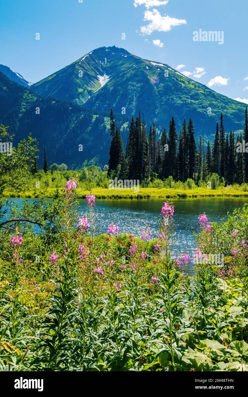 Fiori di campo da fuoco; Chamaenerion angustifolium; & stagno; Oweegee Range; Steward-Cassiar Highway; British Columbia; Canada Foto Stock