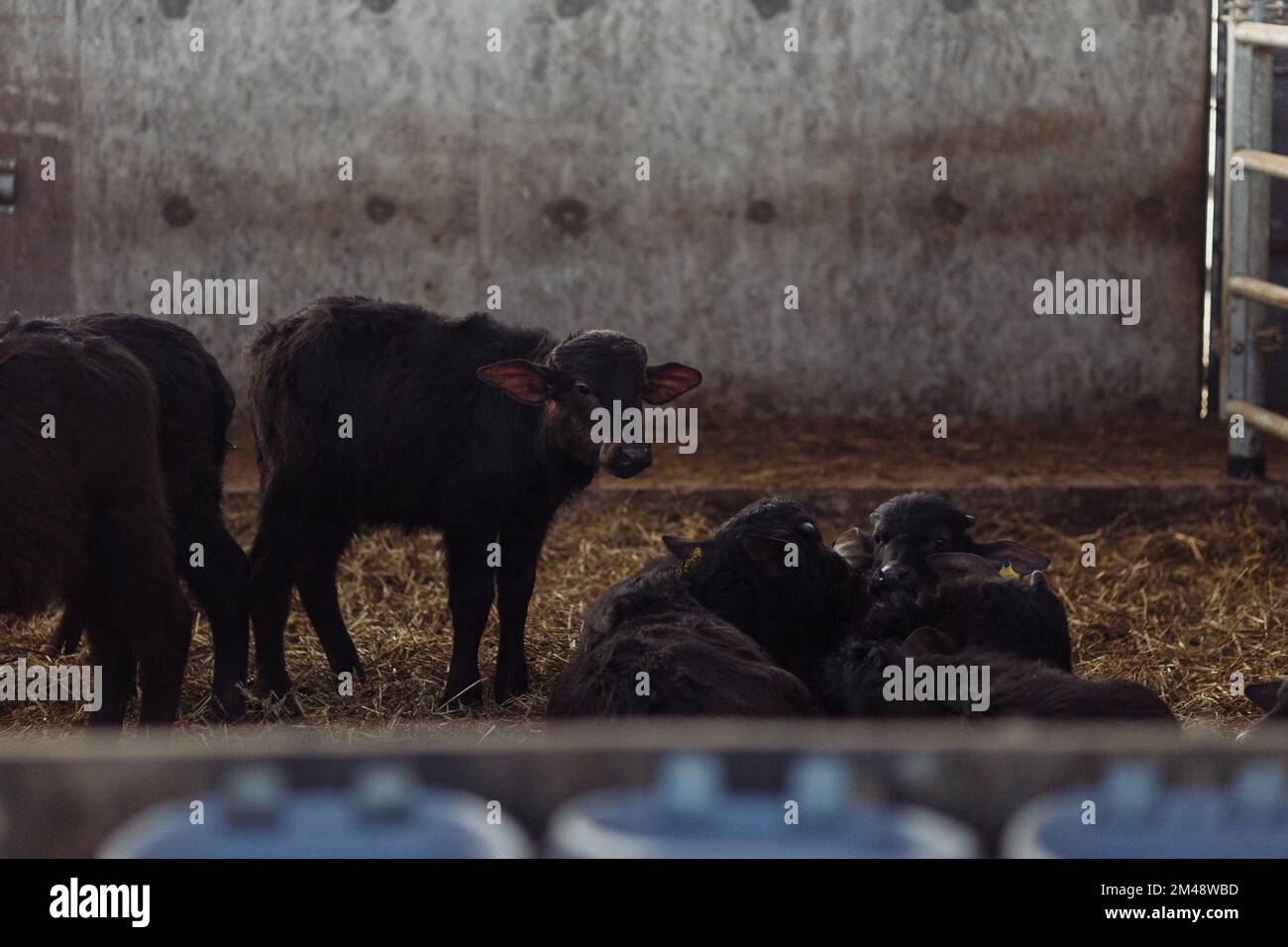 i buffaloes nella penna hanno bloccato fuori le loro teste per pascolare. Concetto di agricoltura, agricoltura e zootecnia - una mandria di bufali che mangiano fieno in una mucca Foto Stock