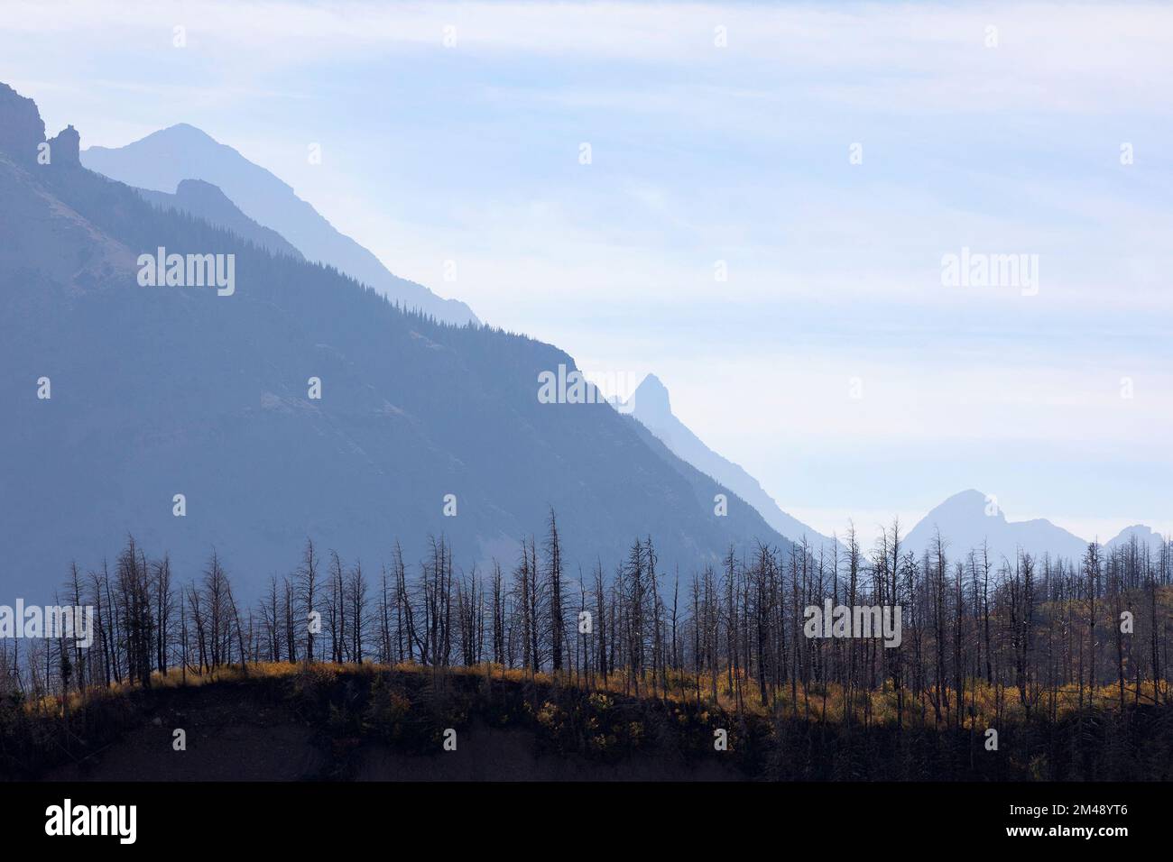 Arroccati alberi morti 5 anni dopo che la foresta è stata bruciata dal fuoco selvatico Kenow nelle Montagne Rocciose del Parco Nazionale dei Laghi di Waterton, Alberta Canada Foto Stock