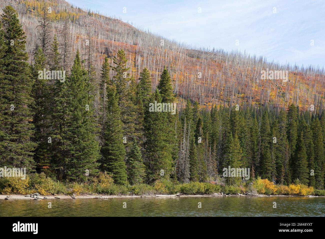 Alberi di conifere lungo la riva del lago Cameron sopravvissero al fuoco selvatico di Kenow, mentre la foresta si trovava in cima più lontano dal bordo dell'acqua bruciata. Foto Stock