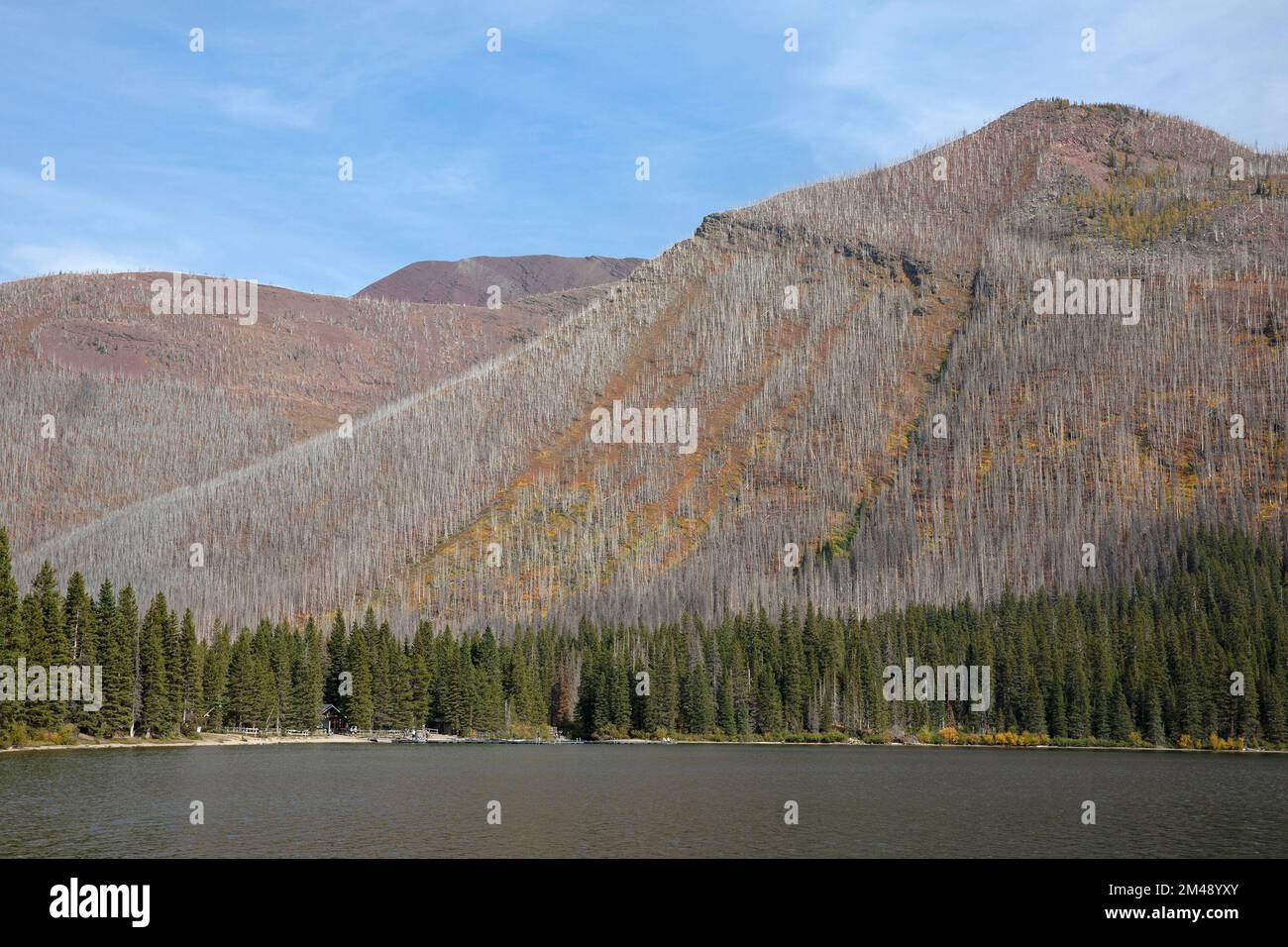 La maggior parte della foresta sui pendii di montagna intorno al lago Cameron bruciò in un fuoco selvatico ma una striscia di alberi di conifere lungo il bordo dell'acqua è sopravvissuta. Canada Foto Stock