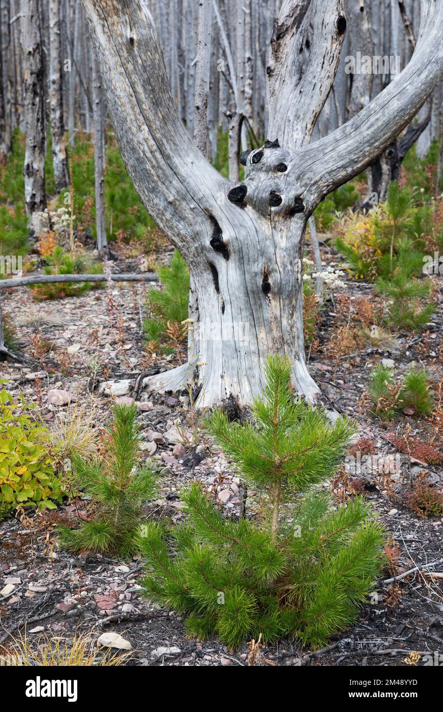 Piantine di pino di lodgepole rigeneranti sul pavimento della foresta 5 anni dopo che la zona ha bruciato nel fuoco selvatico di Kenow, Waterton Park, Canada. Pinus contorta Foto Stock