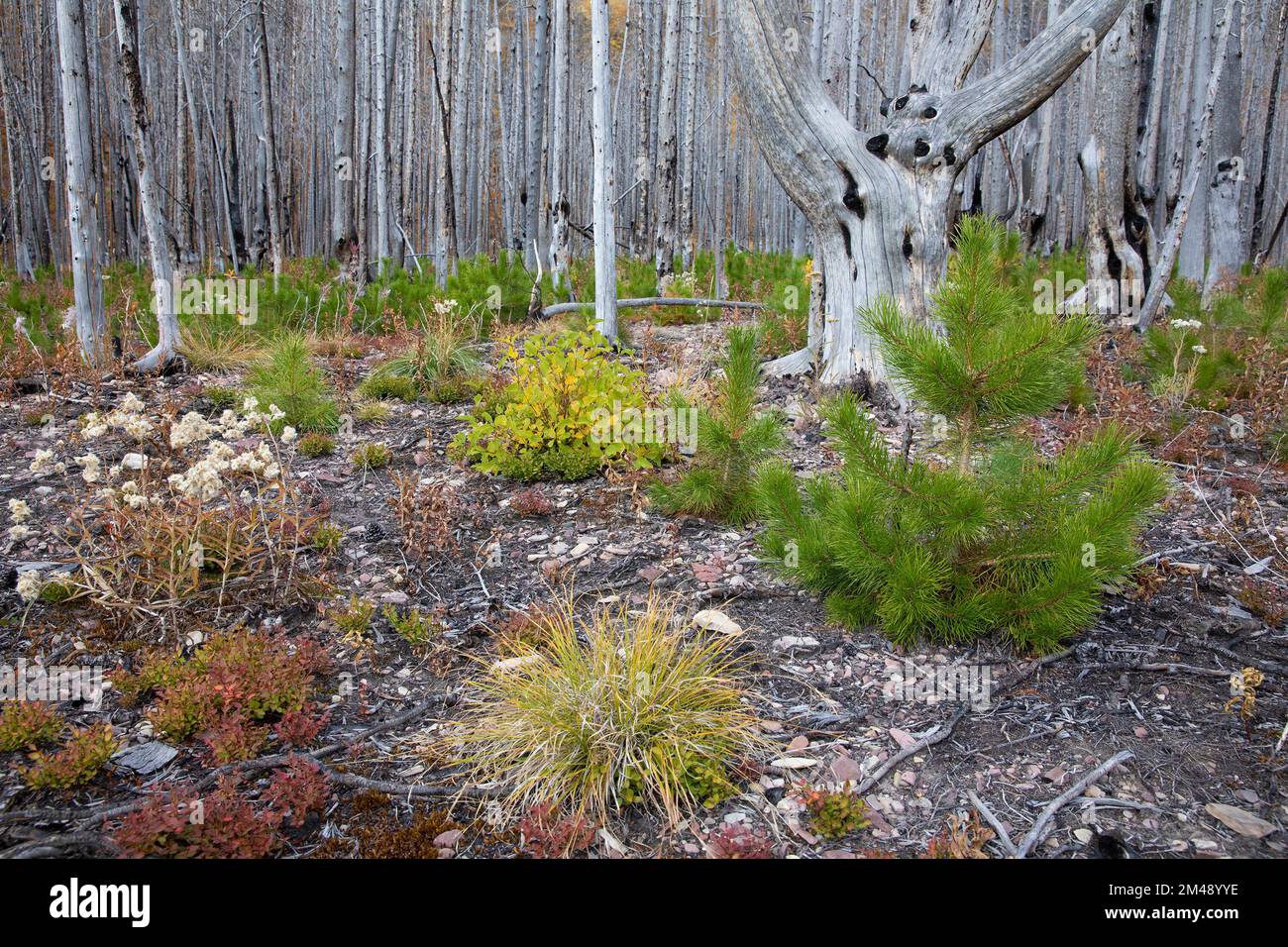Nuova crescita di vegetazione sul terreno forestale 5 anni dopo che l'area è stata bruciata nel fuoco selvatico Kenow, Waterton Park, Canada. Alloggi pino Pinus contorta Foto Stock