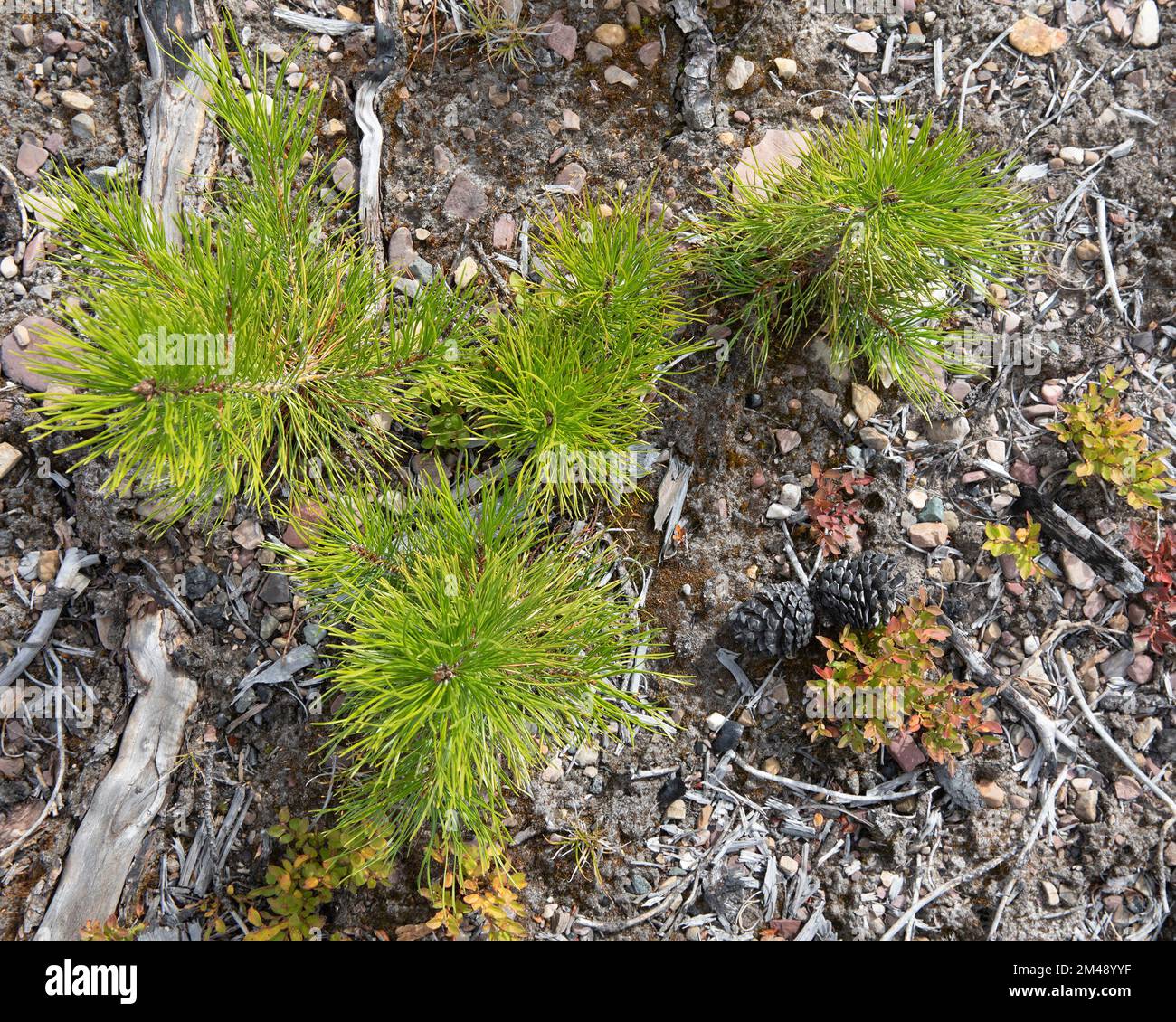 Piantine di pino di lodgepole che crescono in terreno roccioso sul pavimento della foresta. Rigenerazione 5 anni dopo l'incendio di Kenow, Canada. Pinus contorta Foto Stock