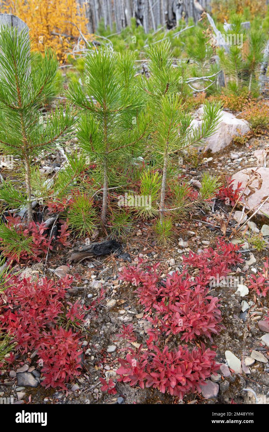 Piantine di pino di lodgepole che rigenerano sul pavimento della foresta 5 anni dopo che la zona è stata bruciata nel fuoco selvatico di Kenow, Waterton Park, Canada. Pinus contorta Foto Stock