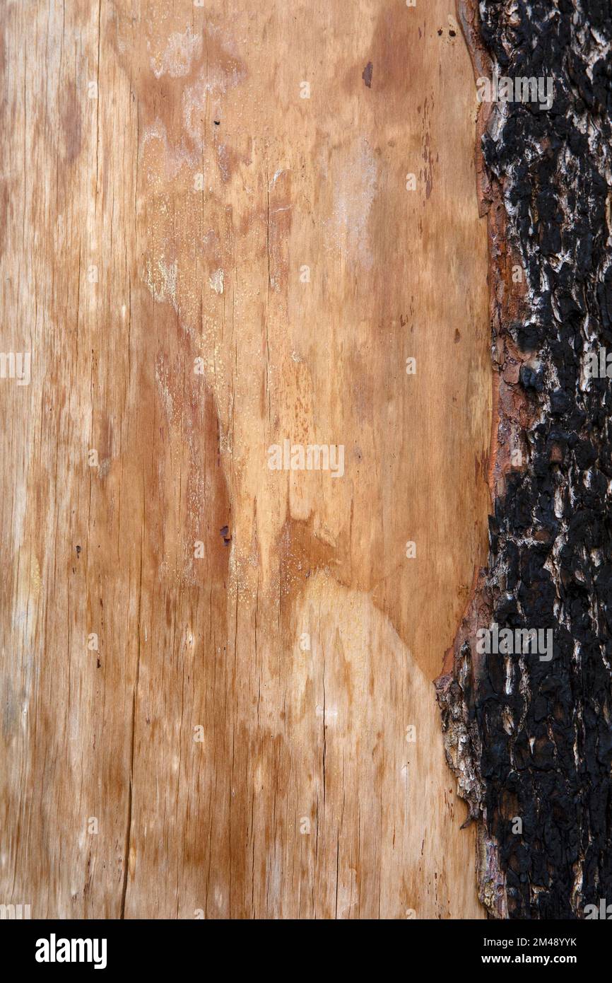 Tronco di alberi bruciati primo piano con corteccia e legno esposto dopo che la foresta ha bruciato nel fuoco selvatico Kenow, Waterton Park Forest, Canada. Foto Stock