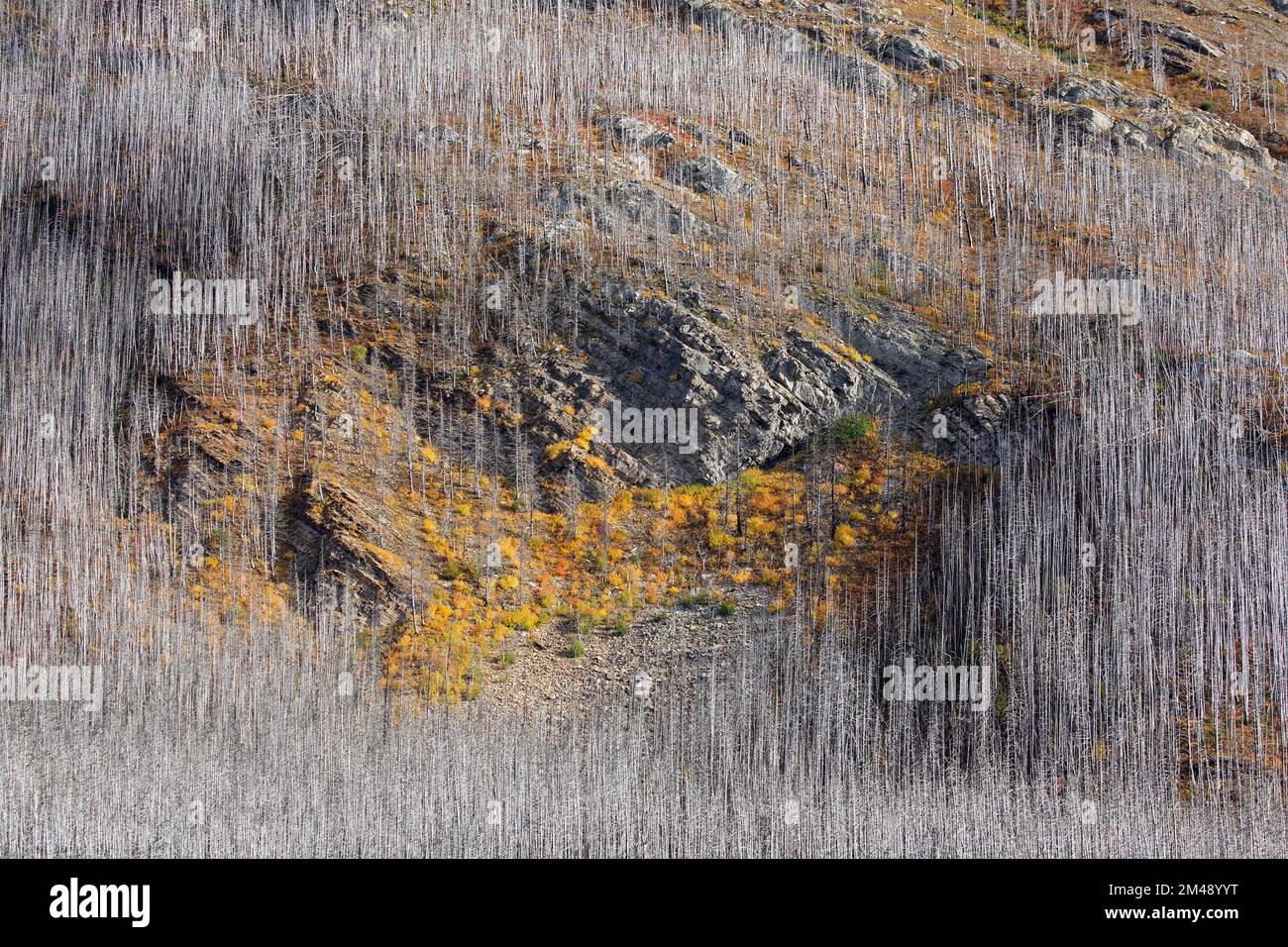 Colore autunnale nella vegetazione ricrescita su affioramento roccioso circondato da alberi morti 5 anni dopo che la foresta è stata bruciata in un incendio, Waterton Park, Canada. Foto Stock
