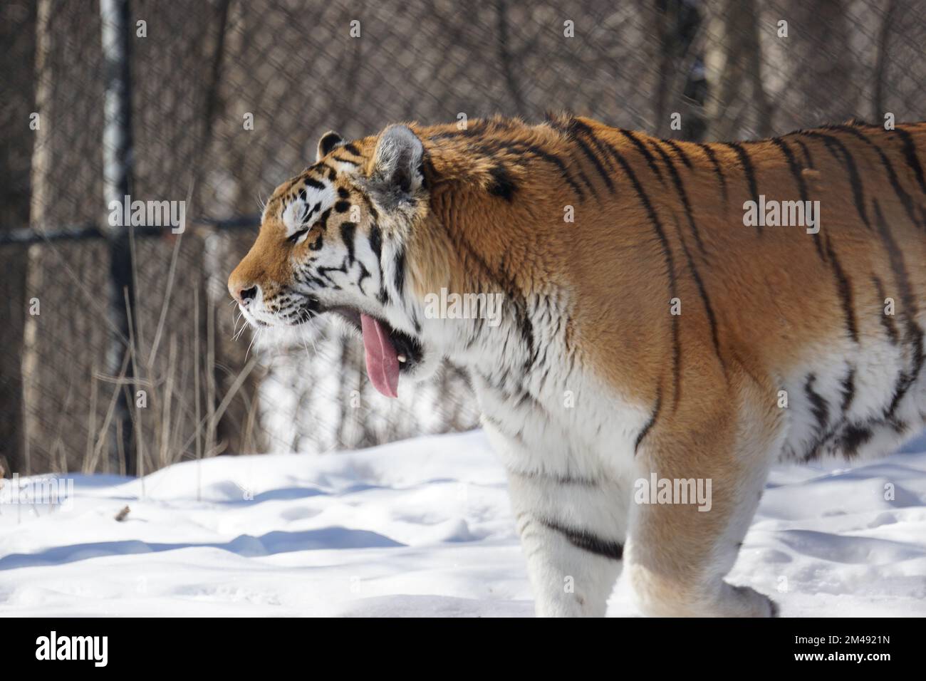 Una tigre siberiana che sbadigna nel campo nevoso Foto Stock