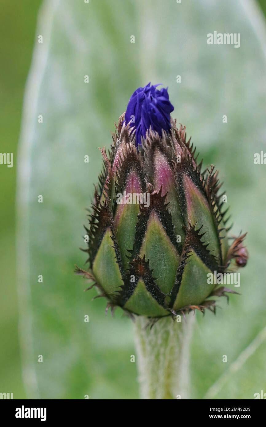 Primo piano naturale su un fiore emergente di fiore di montagna, Centaurea montana in foglie verdi Foto Stock