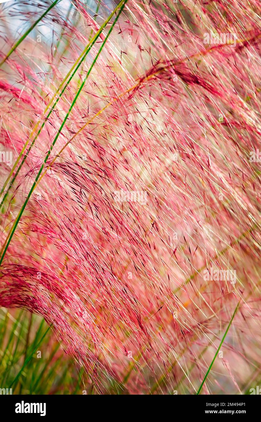 L'erba muhly del Golfo (Muhlenbergia capillaris) cresce vicino al Museo marittimo nazionale GulfQuest del Golfo del Messico, 27 novembre 2015, a Mobile, Alabama. Foto Stock