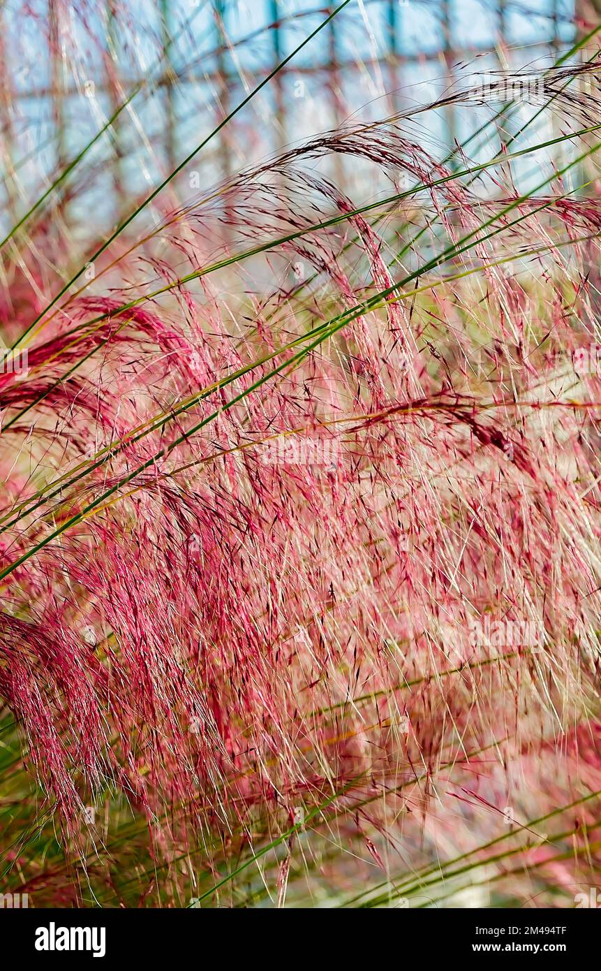 L'erba muhly del Golfo (Muhlenbergia capillaris) cresce vicino al Museo marittimo nazionale GulfQuest del Golfo del Messico, 27 novembre 2015, a Mobile, Alabama. Foto Stock