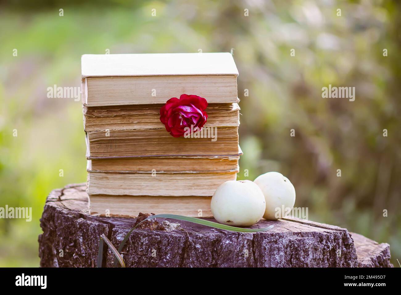 Carta d'epoca con una pila di libri antichi, mele da giardino fresche e fiori di rosa su un ceppo di alberi in un parco estivo. Foto Stock