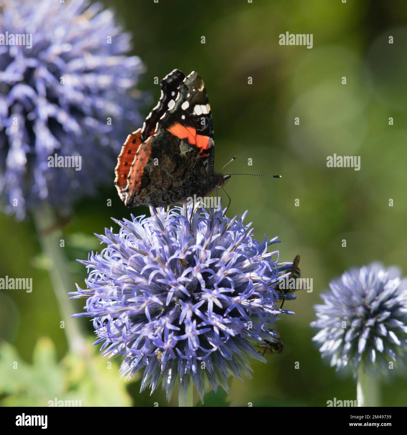 Una farfalla dell'Ammiraglio Rosso (Vanessa Atalanta) con le mosche su un fiore del Thistle del globo (Echinops Bannaticus) nell'estate Sunshine Foto Stock