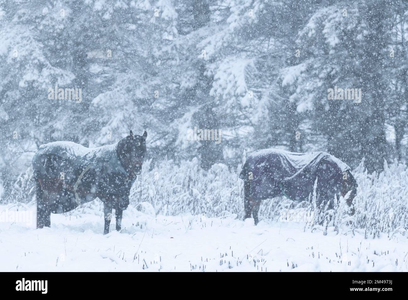 Due cavalli con tappeti innevati alla ricerca di cibo nella neve durante una tempesta di neve Foto Stock