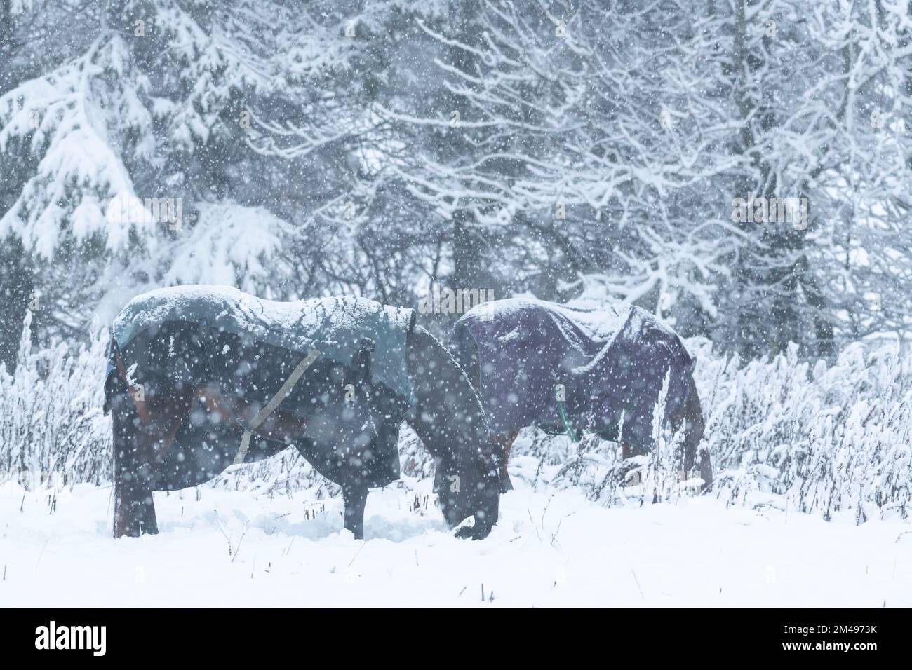 Due cavalli con coperte innevate in cerca di cibo nella neve quando nevica Foto Stock