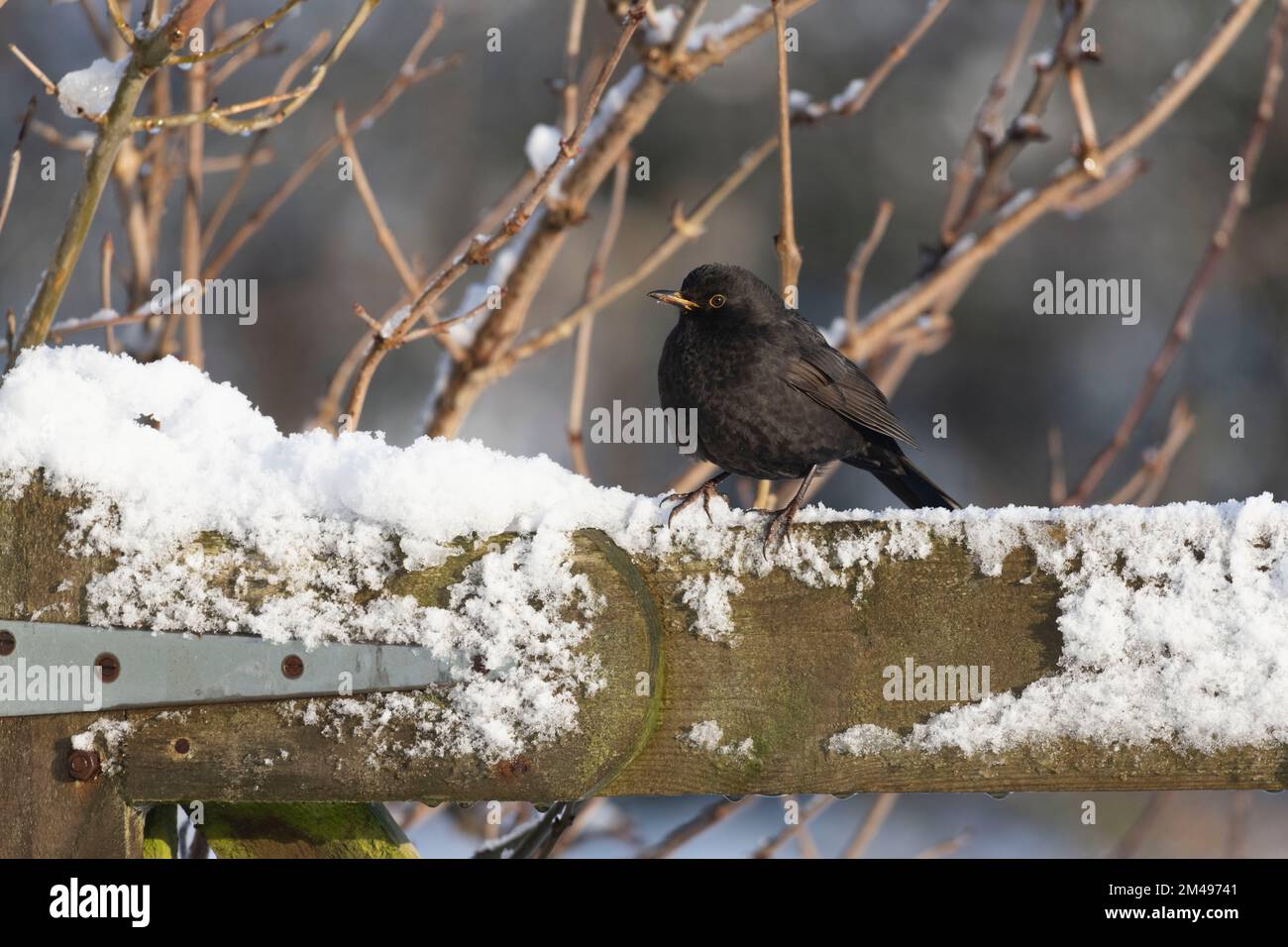 Un Blackbird maschio (Turdus Merula) arroccato su un cancello di legno innevato in Sunshine Foto Stock