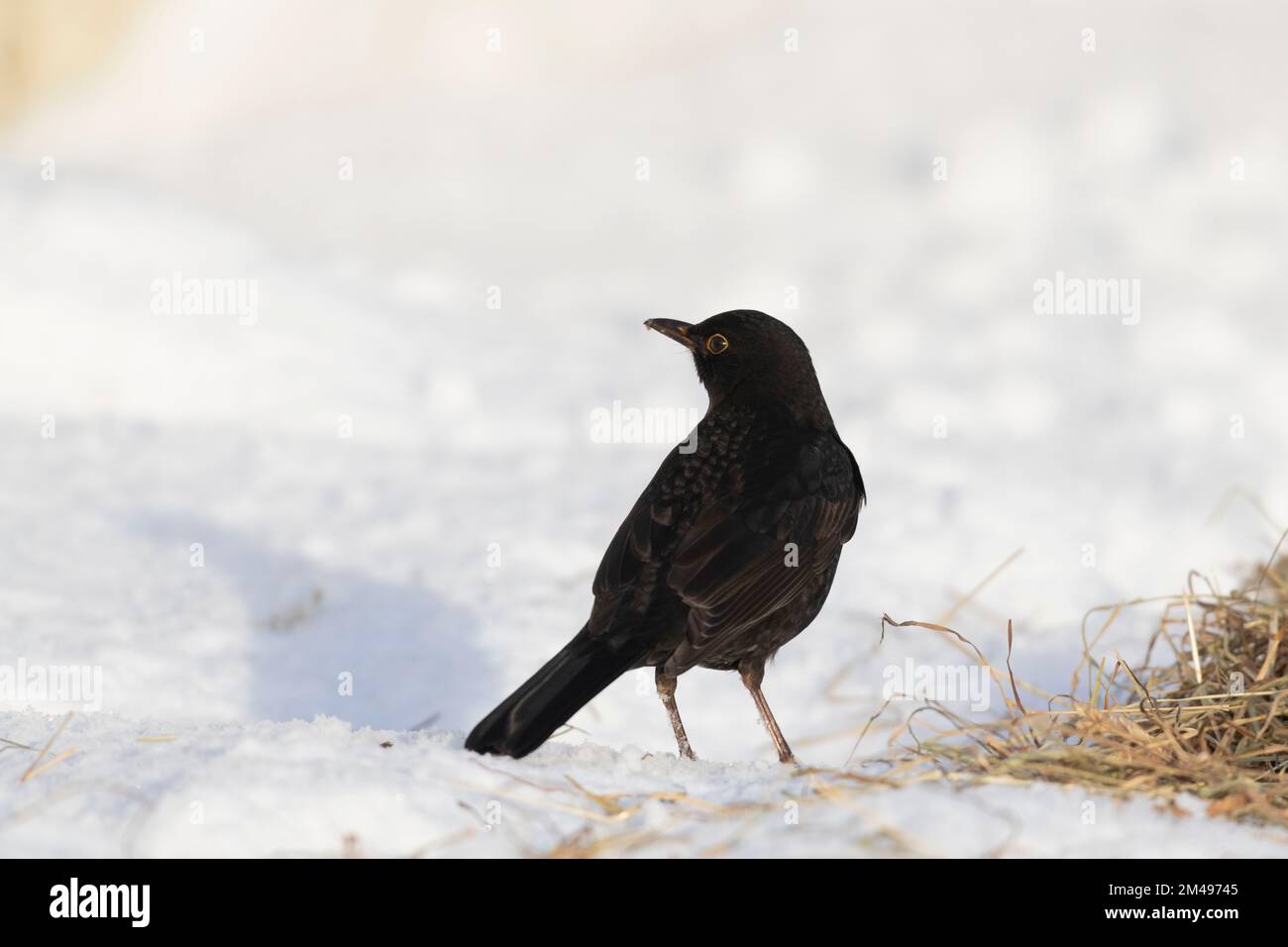 Un Blackbird maschio (Turdus Merula) in Sunshine cercando cibo in Hay lasciato sulla neve durante l'inverno Foto Stock
