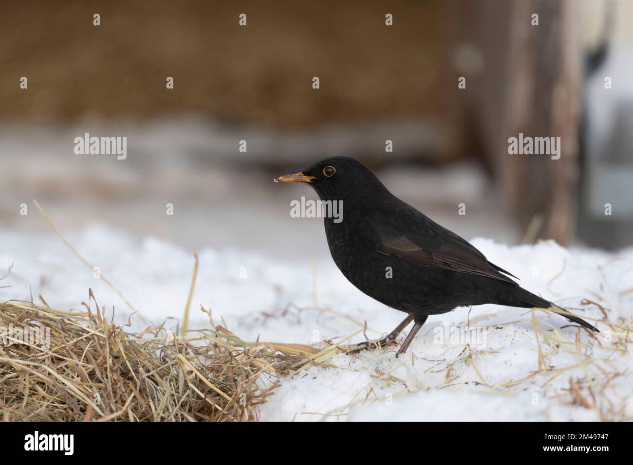 Un Blackbird maschio (Turdus Merula) in cerca di cibo in Hay sinistra sulla neve in inverno Foto Stock